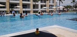 Ducklings in a pool